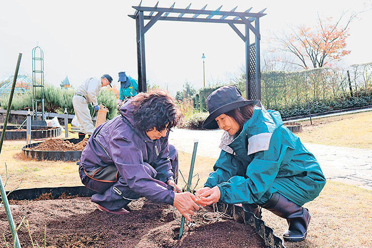 花壇に苗を植える高岡バラ会の会員