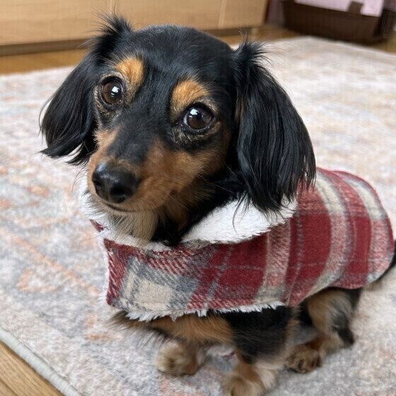 急激な寒暖差で起こる犬のヒートショックの症状と異変に気がつくポイントとは いぬのきもち