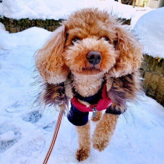 急激な寒暖差で起こる犬のヒートショックの症状と異変に気がつくポイントとは いぬのきもち