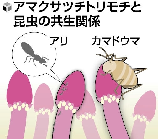 昆虫との珍しい共生関係