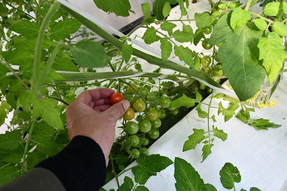 ふじさわアクポニビレッジではミニトマトも栽培されていた。試食させてもらったが、トマトもレタスもえぐみがなくてすっきりした味わい。濱田氏によれば、化学肥料を使っていない野菜の特徴だという