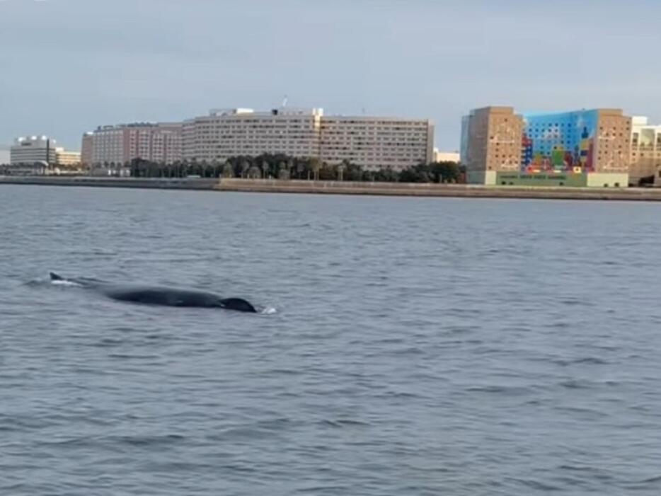 東京湾のザトウクジラ（画像提供＝小島一幸さん）