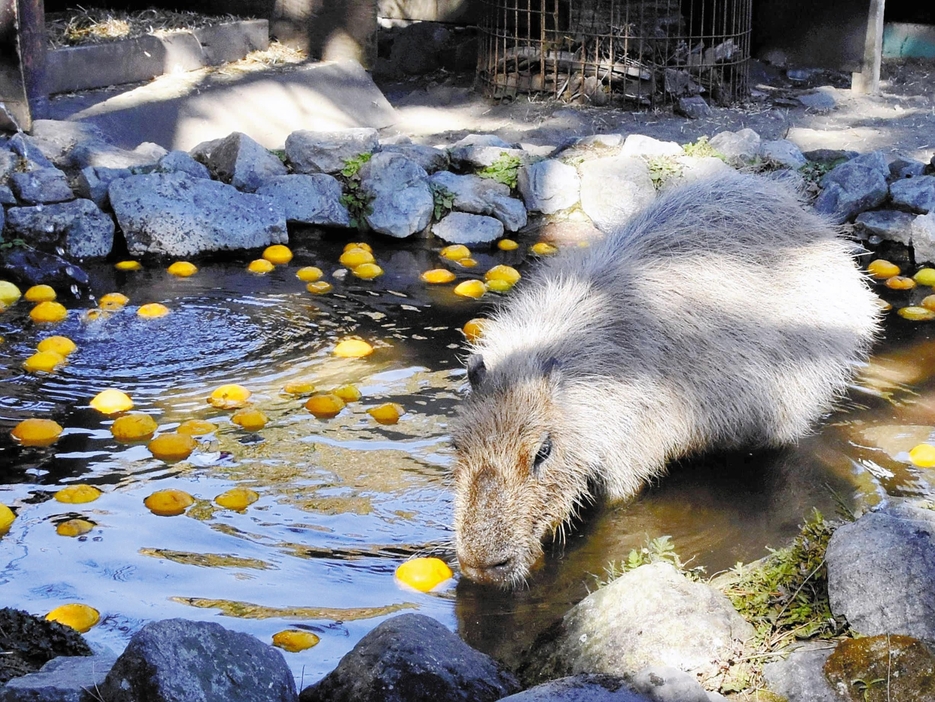 ゆず湯に入るカピバラ（22日）