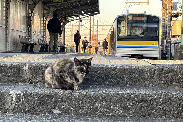 写真：アスキー