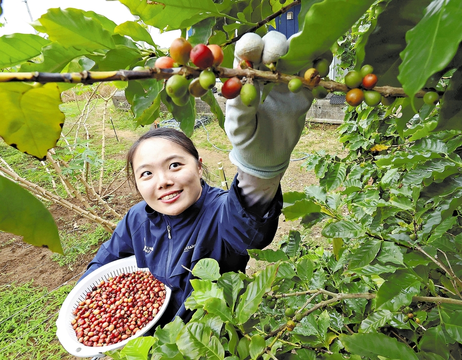 赤く色づき、手摘みで収穫されるコーヒーの実（沖縄県石垣市で）＝木佐貫冬星撮影