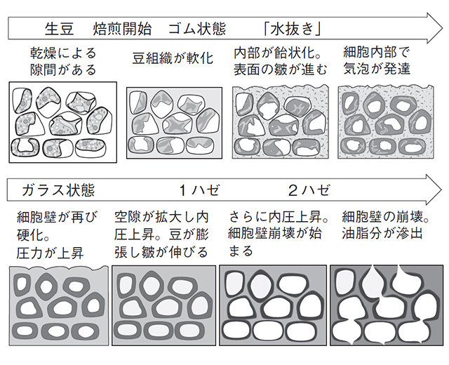 焙煎中の豆の構造の変化(詳しい説明は『コーヒーの科学』をご覧ください)