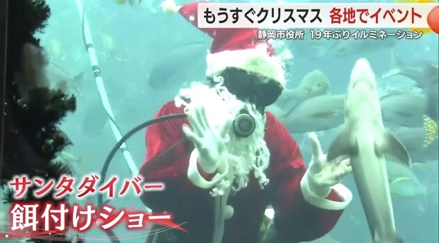 サンタダイバーによる餌付けショー（下田海中水族館）