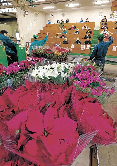 市場に並んだ色鮮やかな鉢植え＝５日午前８時、金沢市公設花き地方卸売市場