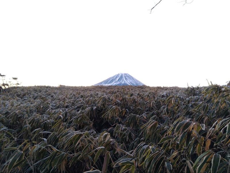 登っていくうち、徐々に明るくなってくる。霜のおりた笹の向こうには富士山の姿が見える