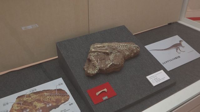 浙江省で発掘したユエオサウルスの化石を恐竜博物館で展示(26日勝山市)