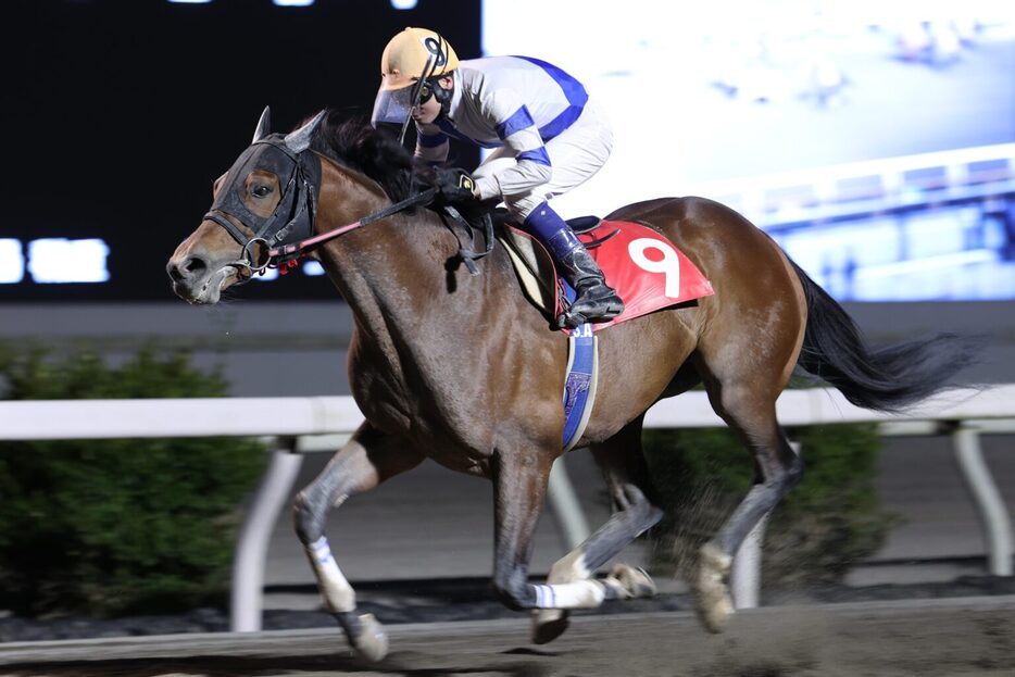 浦戸湾特別・エマージングロールと赤岡修次騎手 (C)高知県競馬組合