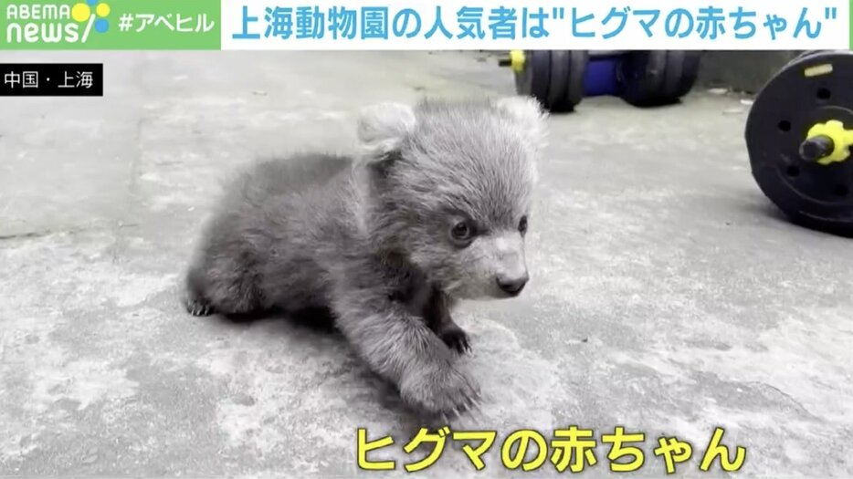 ヒグマの赤ちゃん