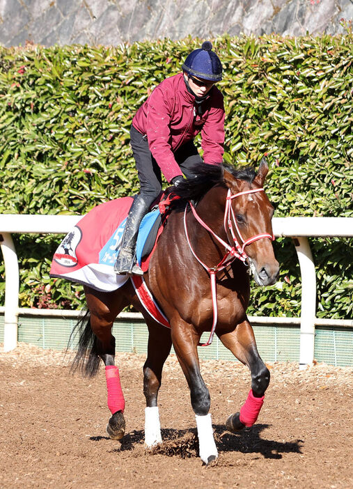 坂井瑠星騎手を背に坂路で調整するフォーエバーヤング