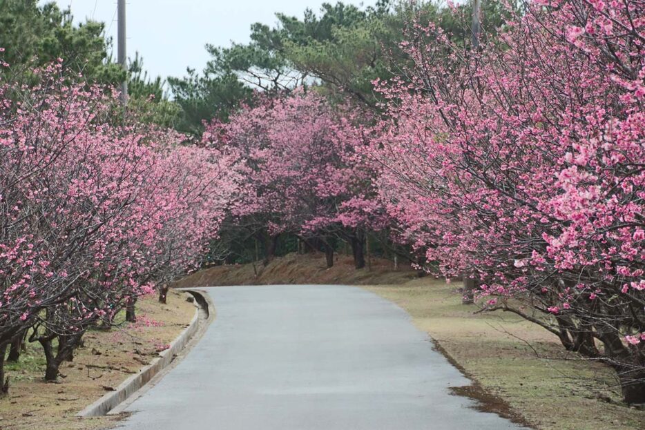 満開が近いアーラ林道の桜並木＝久米島町のアーラ林道（資料写真）