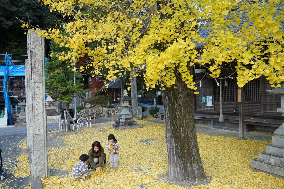 真っ黄色のイチョウじゅうたんの上で、秋を楽しむ親子ら＝2024年12月5日午後3時18分、兵庫県丹波市柏原町柏原で