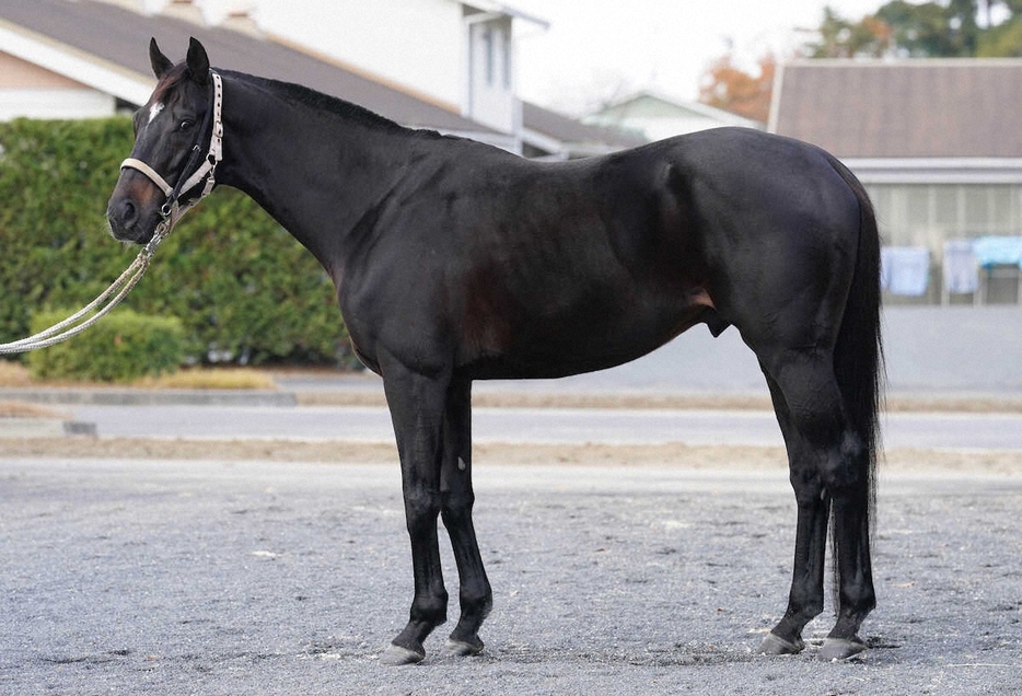 ＜有馬記念・馬体診断＞ディープボンド