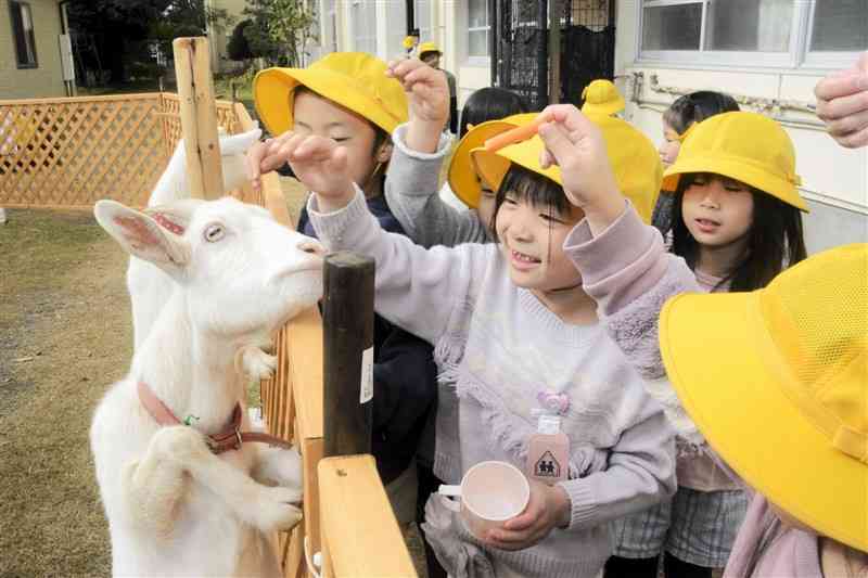 ヤギと触れ合う託麻南小の1年生＝11月28日、熊本市東区