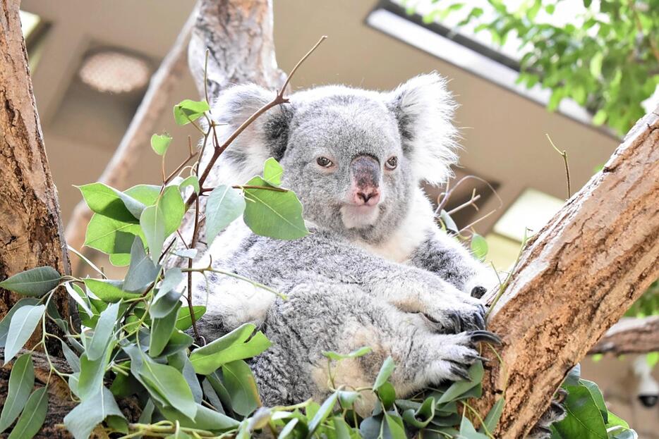 コアラの「ティリー」（東山動植物園提供）