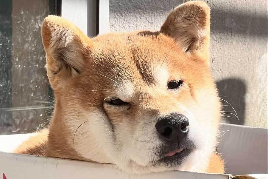 ねこに負けて、何ともいえない表情を浮かべる柴犬のひまわりちゃん【写真提供：柴桜 三朗太（@sabuchan105）さん】