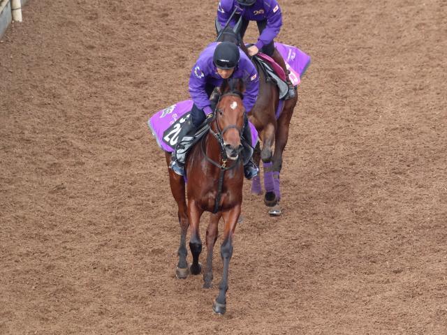 今週デビュー予定のリーティアコナル(撮影：井内利彰)