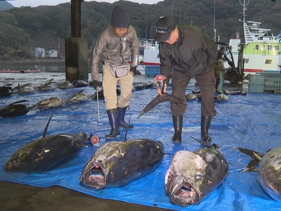 水揚げされたマグロ 三重県尾鷲市の尾鷲港