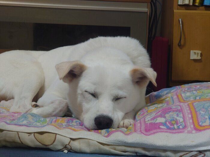 おやすみ中のじろーさん　飼い主さんは寝る前にじろーさんの寝顔を見るのが好きなのだとか