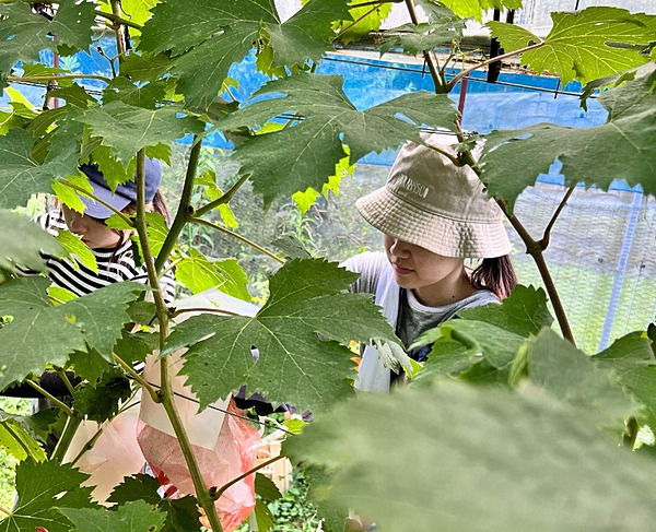 関西大学の学生もノウタス高槻農園の農作業に参加（写真提供：ノウタス）