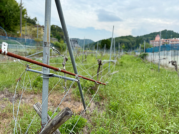 10年ほど前に高槻市でぶどう農園だった場所は耕作放棄地となっていた（写真提供：ノウタス）