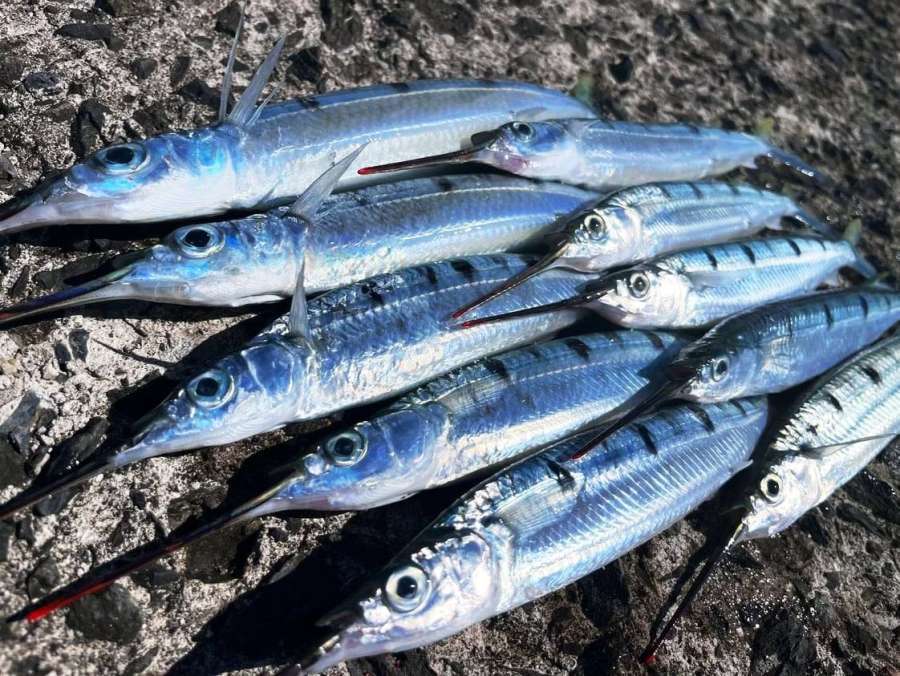 釣れたホシザヨリ＝１０月下旬、垂水市潮彩町