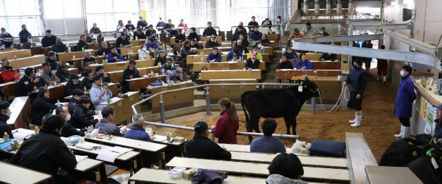 １２月の今年最後の県内子牛競り市に出された黒毛和牛の子牛。売却価格の低迷が長く続いている＝都城市都北町・都城地域家畜市場