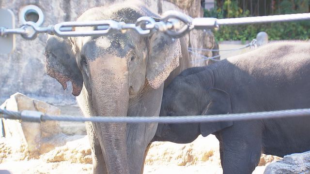 福岡市動物園（12日）