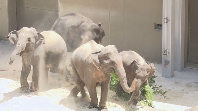 ミャンマーから来た4頭（7月）