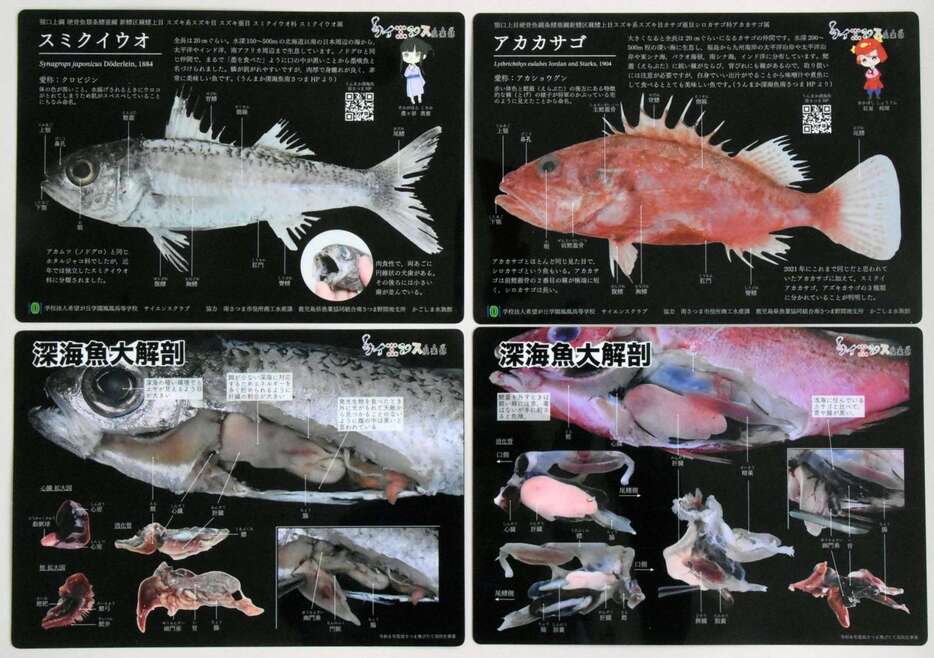 鳳凰高校生が作った深海魚の図鑑下敷き。