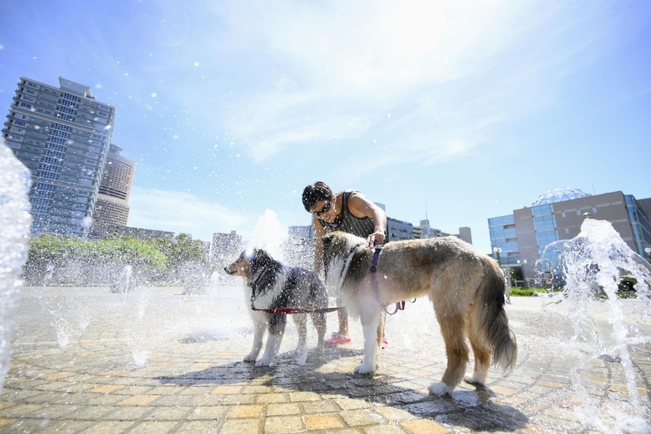 厳しい暑さの中、散歩の途中に公園の噴水で水浴び＝7月、浜松市