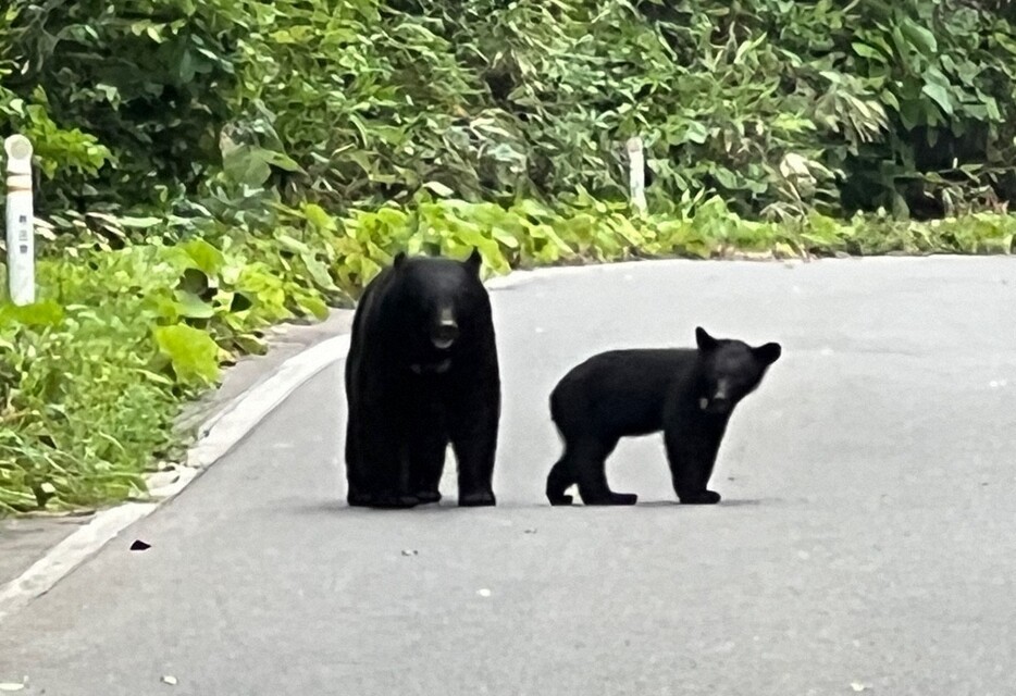 道路脇に姿を現したツキノワグマ。親子とみられる＝秋田県鹿角市で2022年8月8日、佐藤岳幸撮影