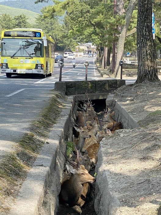 ［写真］上の写真の反対側から撮影。バスの上、左後方には若草山も見える＝20日午後3時ごろ、奈良県奈良市で