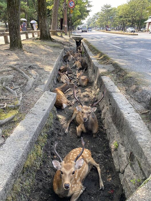 ［写真］奈良県庁前の道路溝にシカがひっそり集合。危なく見えるが溝は深く、日陰だしかえって安心？＝20日午後3時ごろ、奈良県奈良市で