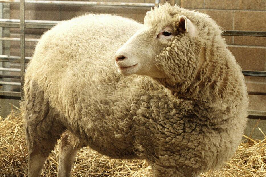 世界初のクローン羊「ドリー」＝1997年（AP＝共同）
