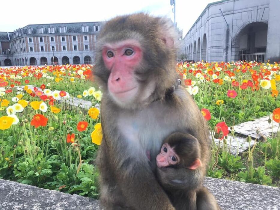 ［写真］母親の「きなこ」に抱かれ、すくすくと成長を続ける赤ちゃん（提供：二助企画）