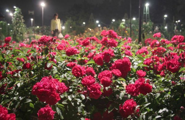 [写真]雨にぬれた色とりどりのバラがライトアップされている＝大阪府堺市の浜寺公園で