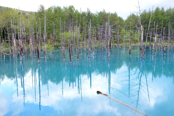 [写真]鮮やかな青い水をたたえる「青い池」(林直樹氏撮影)