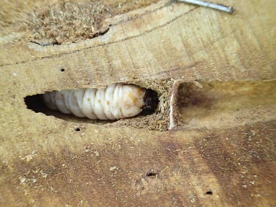 クビアカツヤカミキリ幼虫（写真提供：日本大学・岩田隆太郎教授）