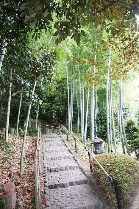 うっそうとした竹林が生い茂る富士市比奈の竹採公園