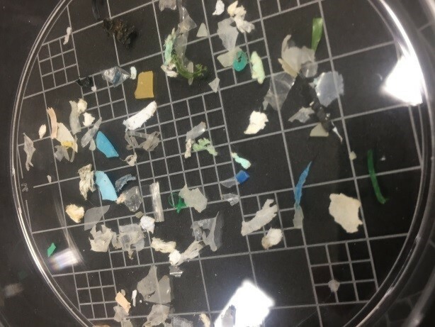 [写真3]海水から集められたプラスチック片。小さい方のマス目が5ミリ四方で、それ以下の大きさがマイクロプラスチックに区分される