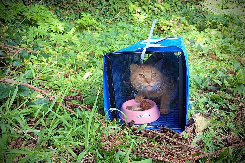 写真提供：御蔵島のオオミズナギドリを守りたい有志の会