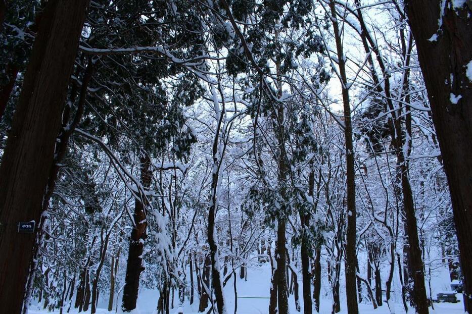 [写真]北海道神宮へ向かう参道