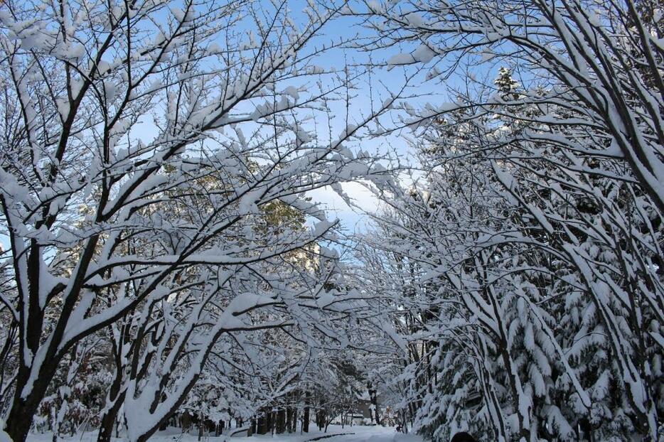 [写真]キレイですが落雪に注意