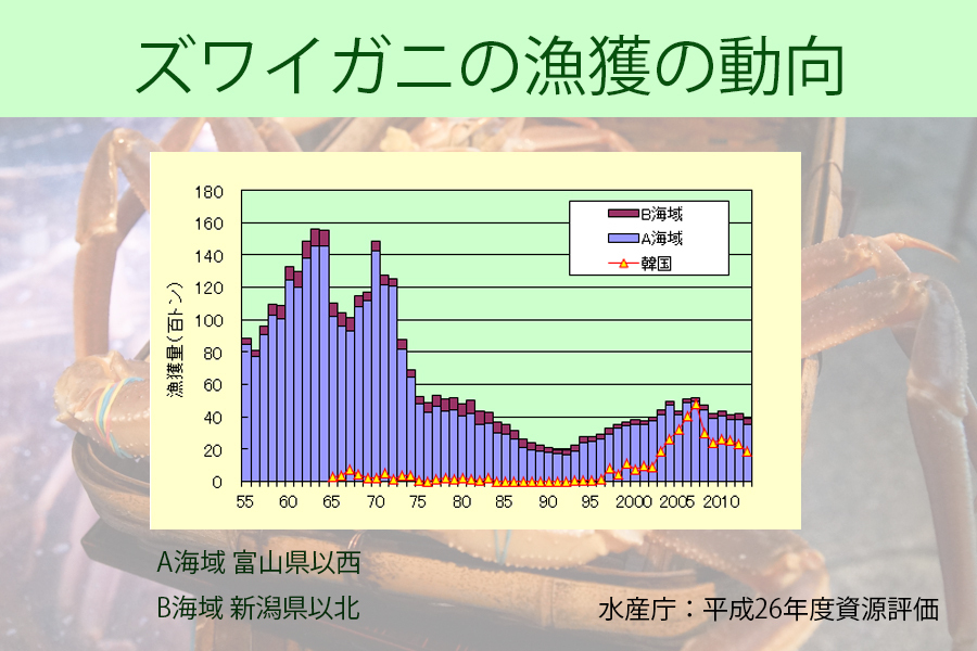 ズワイガニの漁獲の動向（水産庁）