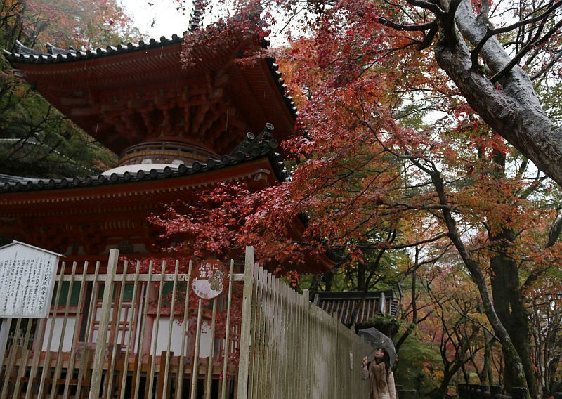 [写真]大阪の気温は前日から一気に6度下がった。紅葉狩りもこれから楽しめそう？