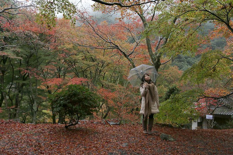 [写真]寒さとともに大阪の山々も紅葉がすすんできた。まだ緑の葉もあれば女性の足元には赤いもみじのじゅうたんも＝25日午後4時ごろ、大阪府岸和田市で